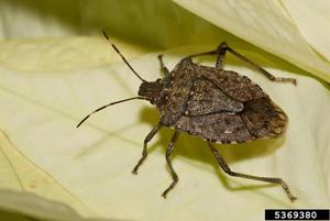 Halyomorpha_ halys Halyomorpha_ halys
